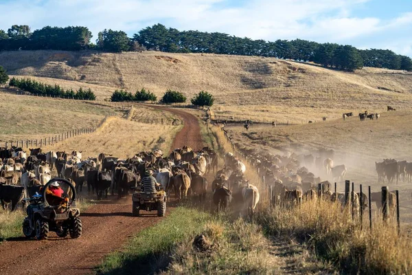 Beef cattle and cows in Australia
