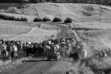 Beef cattle and cows in Australia