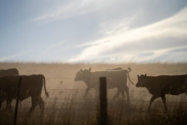 Beef cattle and cows in Australia