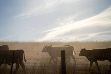 Beef cattle and cows in Australia