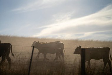 Beef cattle and cows in Australia