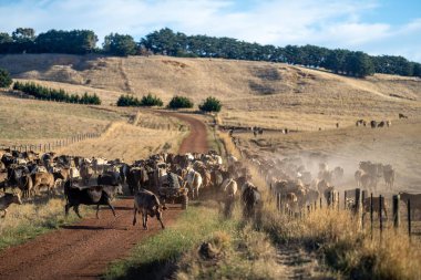 Beef cattle and cows in Australia