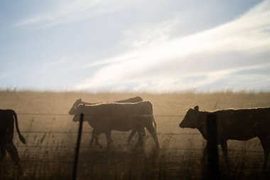 Beef cattle and cows in Australia