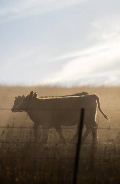 Beef cattle and cows in Australia