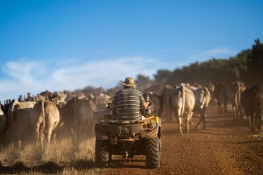 Beef cattle and cows in Australia