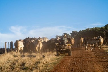 Beef cattle and cows in Australia