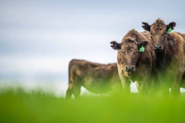 Beef cattle and cows in Australia
