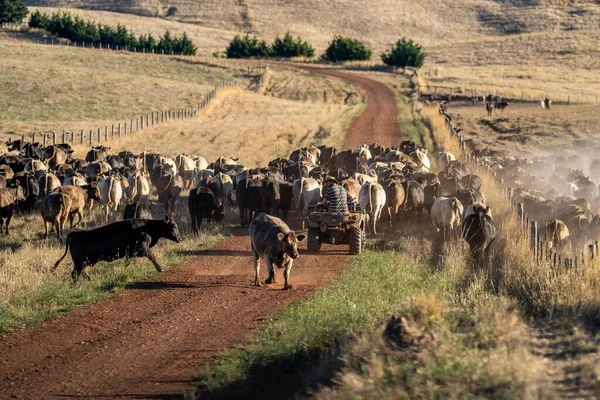 Beef Cattle Cows Australia — Fotografia de Stock