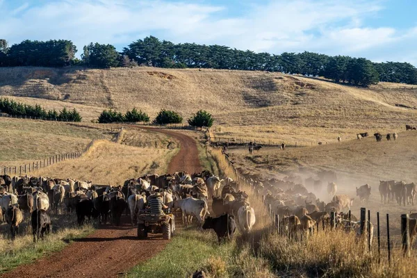 Beef cattle and cows in Australia