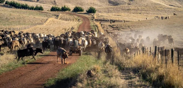 Beef cattle and cows in Australia