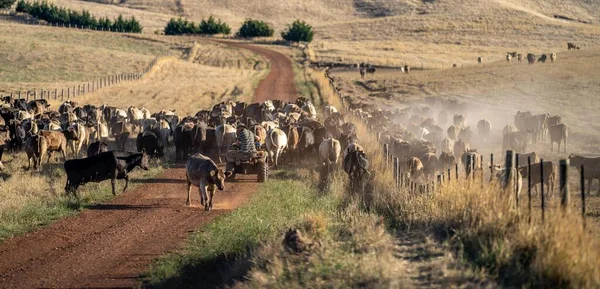 Beef cattle and cows in Australia