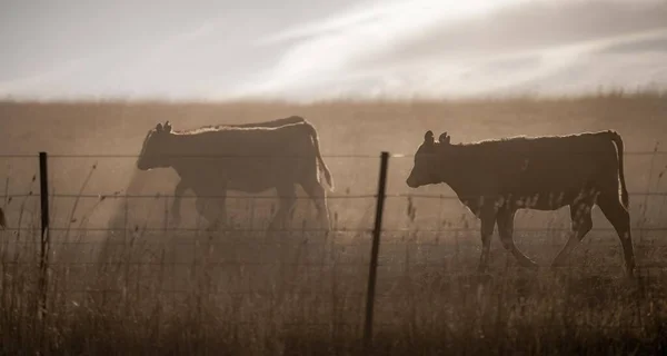 Beef cattle and cows in Australia