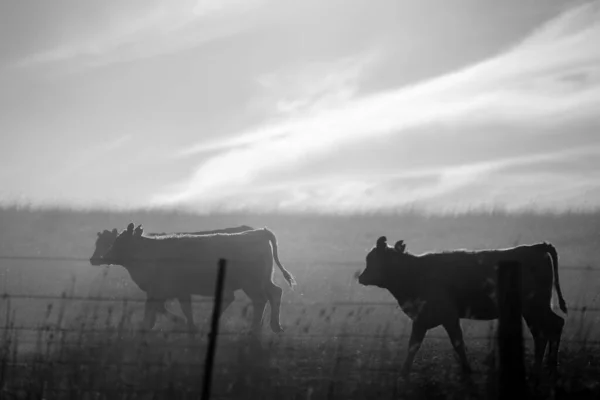 Beef Cattle Cows Australia — Stock fotografie