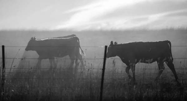 Beef Cattle Cows Australia —  Fotos de Stock