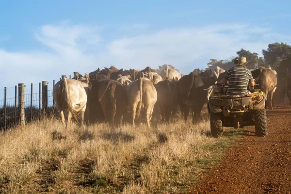 Beef Cattle Cows Australia — Foto de Stock