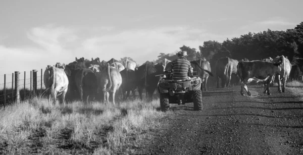 Говяжий Скот Коровы Австралии — стоковое фото