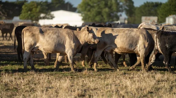 Beef Cattle Cows Australia — Zdjęcie stockowe