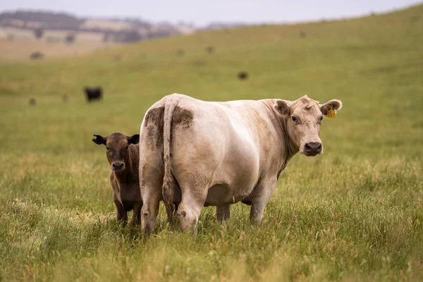 Beef Cattle Cows Australia — Stock Photo, Image