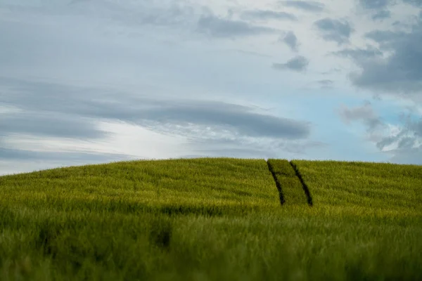 Beef Cattle Cows Australia — Stock Photo, Image