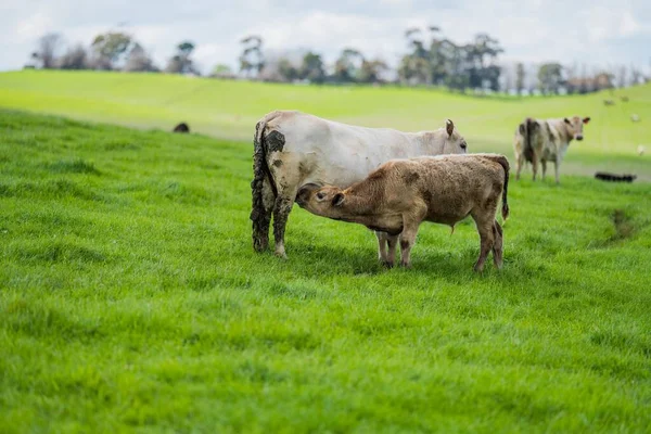 Beef Cattle Cows Australia — Foto Stock