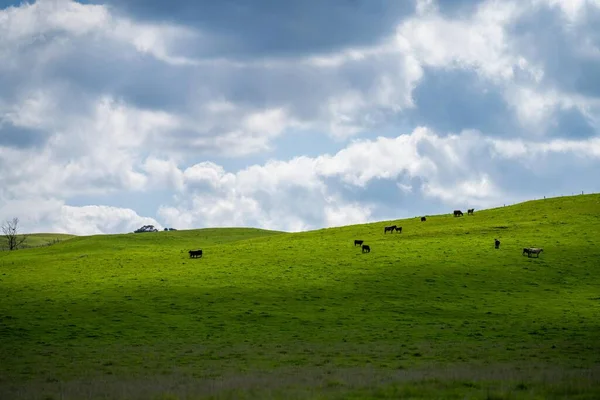 Βοοειδή Και Αγελάδες Στην Αυστραλία — Φωτογραφία Αρχείου