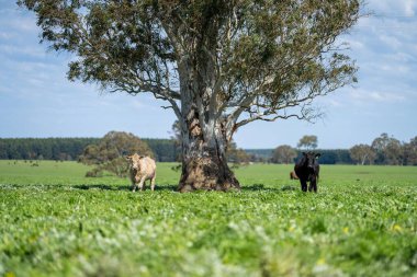 Beef cattle and cows in Australia