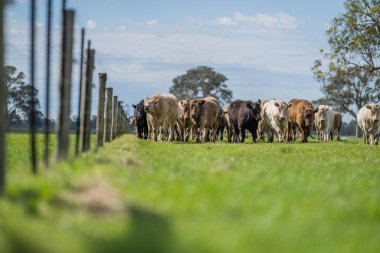 Beef cattle and cows in Australia