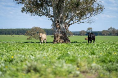Beef cattle and cows in Australia