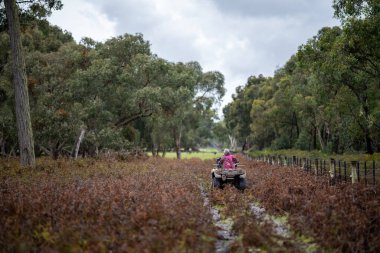 Beef cattle and cows in Australia
