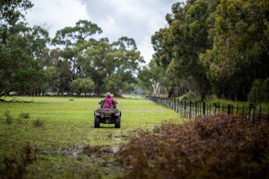 Beef cattle and cows in Australia