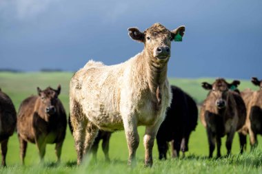 Beef cattle and cows in Australia