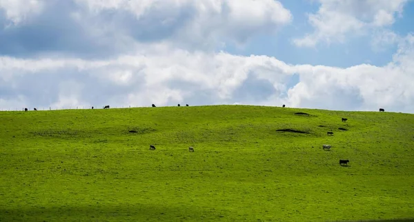 Beef Cattle Cows Australia — Stockfoto