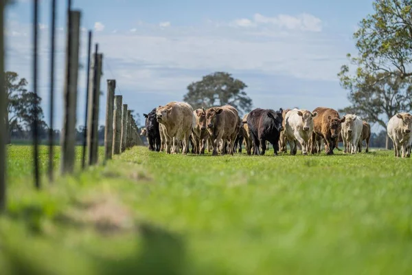 Beef cattle and cows in Australia