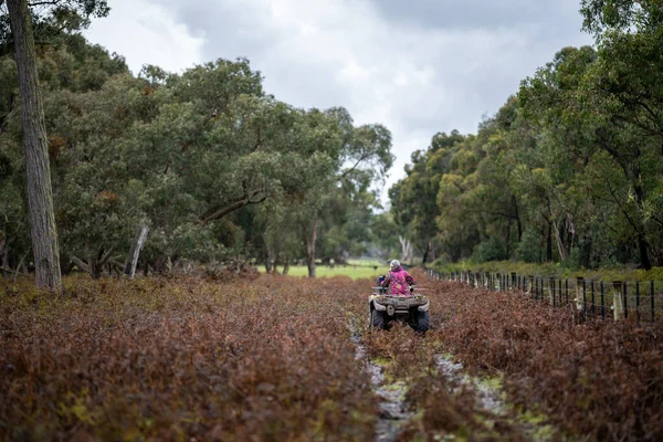 Beef cattle and cows in Australia
