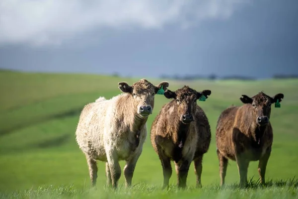 Beef Cattle Cows Australia —  Fotos de Stock