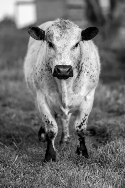 Beef Cattle Cows Australia — Fotografia de Stock