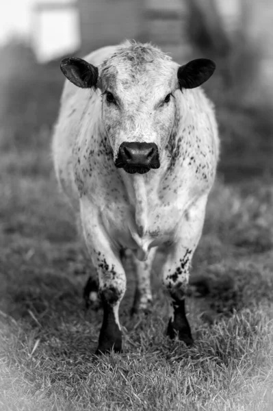 Beef Cattle Cows Australia — Photo