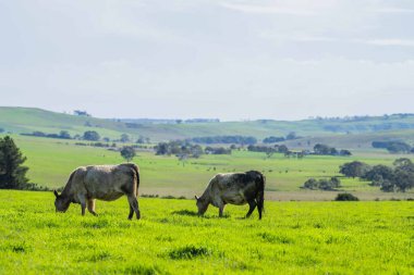 Beef cattle and cows in Australia