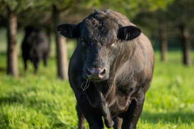 Beef cattle and cows in Australia