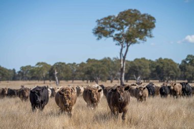Beef cattle and cows in Australia