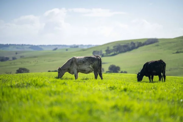 Худоба Корови Австралії — стокове фото