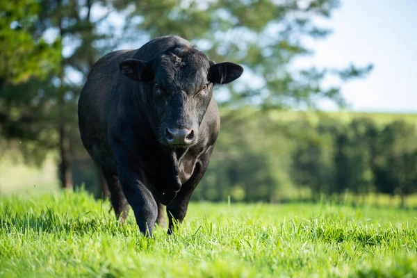 Beef Cattle Cows Australia — Stockfoto