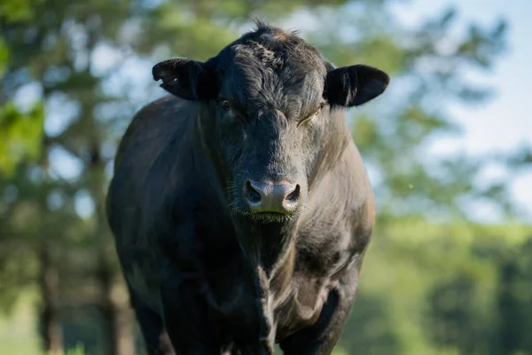 Beef Cattle Cows Australia — Foto de Stock