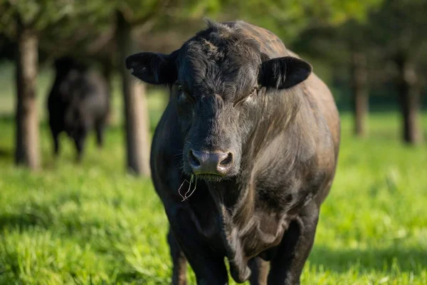 Beef cattle and cows in Australia