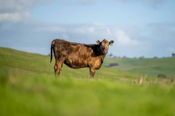 Beef Cattle Cows Australia —  Fotos de Stock