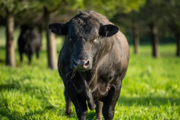 Beef cattle and cows in Australia