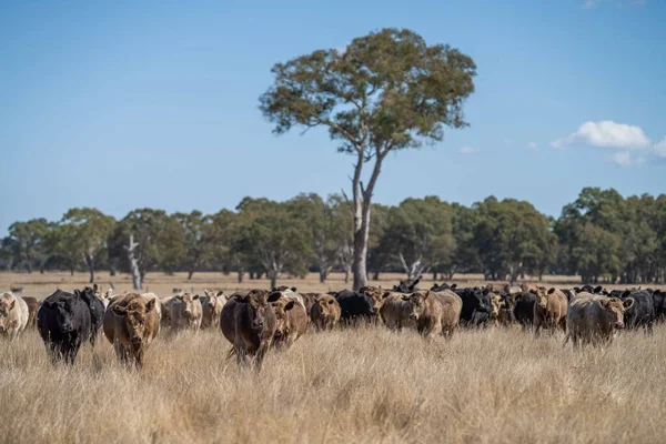 Beef Cattle Cows Australia — Fotografia de Stock