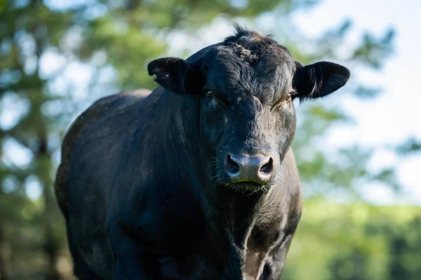 Beef Cattle Cows Australia Stockbild