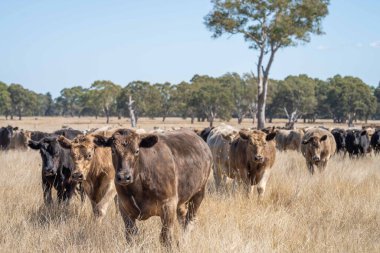 Beef cattle and cows in Australia