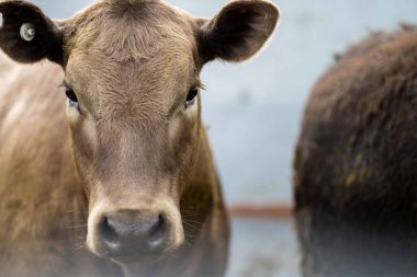 Beef cattle and cows in Australia